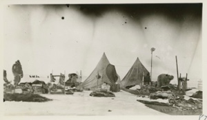 Image of Musk-ox camp